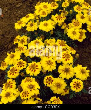 Marigold - French - `Naughty Marietta'- - (Tagetes patula)   ANN010873  /Phot Stock Photo